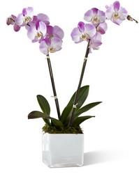 The FTD Pink Orchid Planter from Parkway Florist in Pittsburgh PA